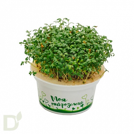 Набор для выращивания Здоровья клад Кресс-салат